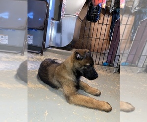Belgian Malinois Puppy for sale in SAINT PAUL, MN, USA