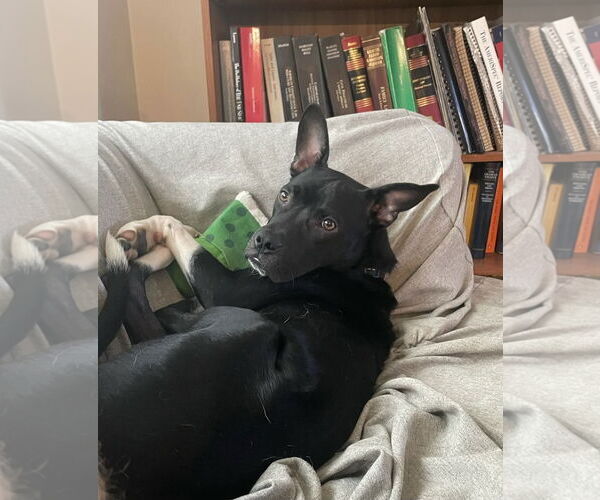 Medium Photo #2 Labrador Retriever-Unknown Mix Puppy For Sale in Doylestown, PA, USA