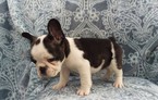 Small Photo #5 French Bulldog Puppy For Sale in EDEN, PA, USA