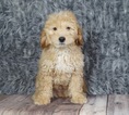 Puppy 2 Golden Retriever-Poodle (Toy) Mix