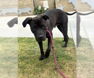 Mutt Dogs for adoption in Riverside, CA, USA