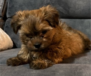 Shorkie Tzu Puppy for sale in CINCINNATI, OH, USA