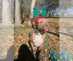 Small #7 American Staffordshire Terrier