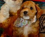 Small Photo #3 Cavachon-Cavapoo Mix Puppy For Sale in FREWSBURG, NY, USA