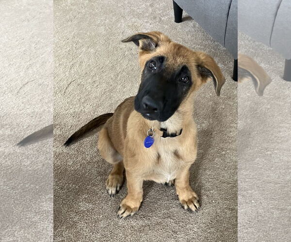Medium Photo #1 German Shepherd Dog Puppy For Sale in Seattle, WA, USA