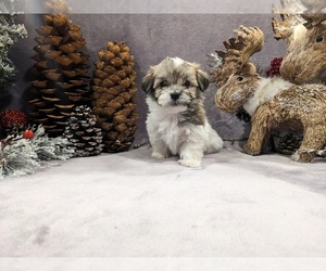 Havanese Puppy for sale in VANCOUVER, WA, USA