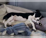 Small #1 Border Collie Mix