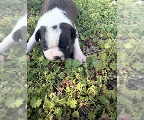 Medium Photo #2 Boston Terrier Puppy For Sale in FREDONIA, KS, USA