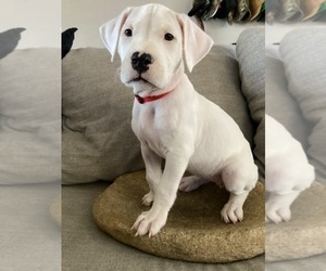 Dogo Argentino Puppy for sale in CANYON LAKE, CA, USA
