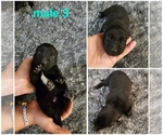 Puppy Puppy 3 Belgian Malinois