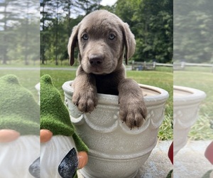 Labrador Retriever Puppy for Sale in NEOLA, West Virginia USA