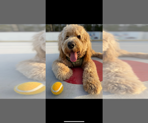 Father of the Goldendoodle puppies born on 06/10/2025