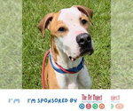 Small #1 American Pit Bull Terrier