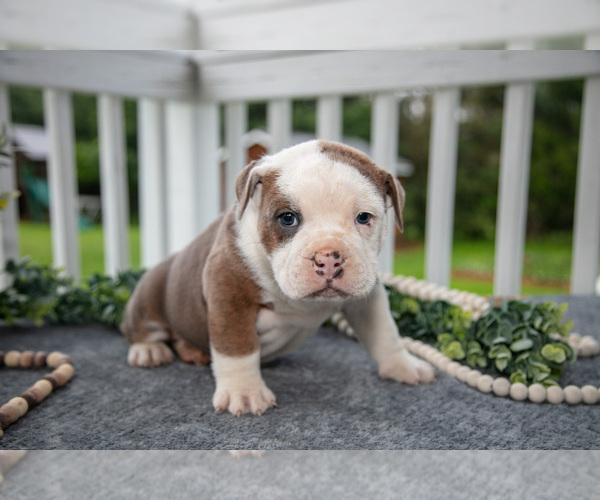 Medium Photo #2 Olde English Bulldogge Puppy For Sale in MERCER, PA, USA