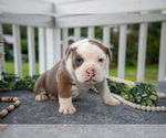 Small #1 Olde English Bulldogge