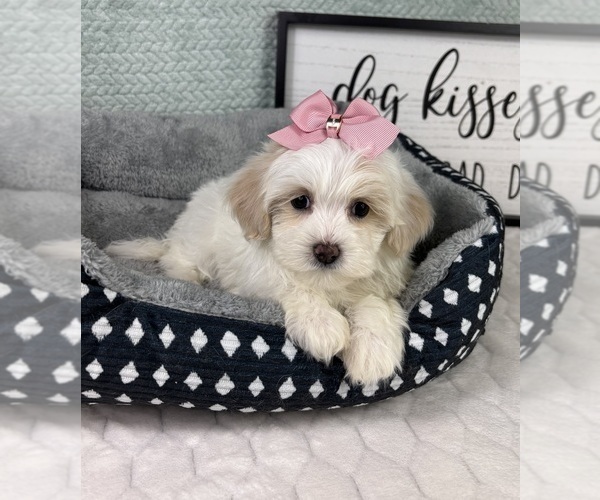 Medium Photo #3 Maltipoo (Toy) Puppy For Sale in FRANKLIN, IN, USA