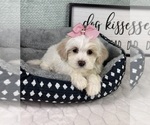 Small #2 Maltipoo (Toy)