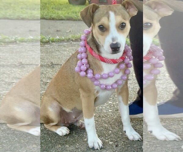 Medium Photo #2 Mutt Puppy For Sale in Oakhurst, NJ, USA