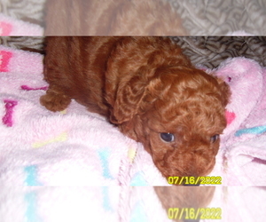 Poodle (Miniature) Puppy for sale in DULUTH, GA, USA