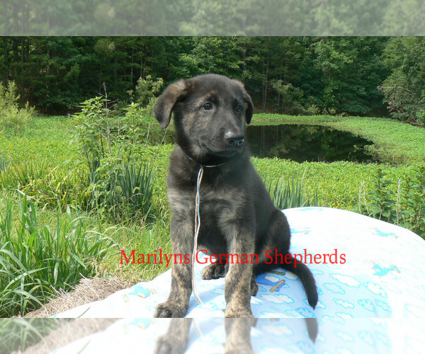 Medium Photo #1 German Shepherd Dog Puppy For Sale in PIEDMONT, MO, USA