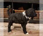 Small Photo #4 Portuguese Water Dog Puppy For Sale in ATMORE, AL, USA