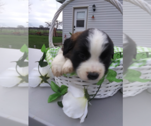 Saint Bernard Puppy for sale in GR, MI, USA