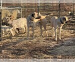 Small #2 Anatolian Shepherd