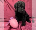 Small Photo #2 Labradoodle Puppy For Sale in PIERSON, FL, USA