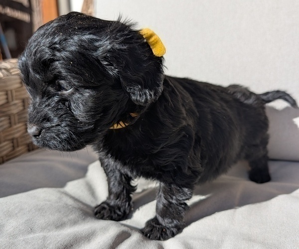 Medium Photo #10 Boykin Spaniel-Goldendoodle Mix Puppy For Sale in MORGANTON, NC, USA