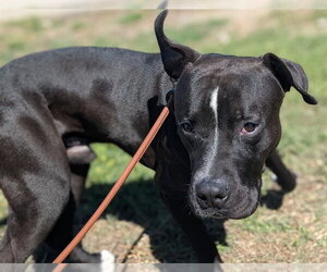 American Pit Bull Terrier-Unknown Mix Dogs for adoption in Denver, CO, USA