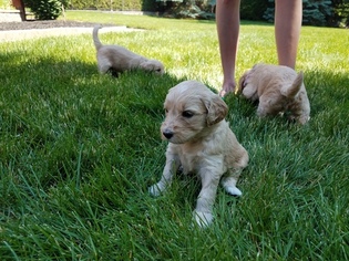 Goldendoodle Puppy for sale in WASHINGTON, MI, USA
