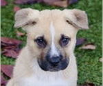 Small #3 Anatolian Shepherd Mix