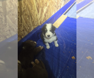 Australian Shepherd Puppy for sale in MUNCIE, IN, USA