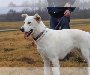 Huskies -Unknown Mix Dogs for adoption in Wylie, TX, USA