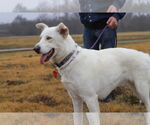 Small Huskies Mix