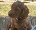 Small #1 Doodle-Goldendoodle Mix