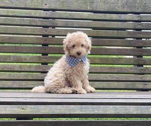 Poodle (Toy) Puppy for sale in CAMPBELLSVILLE, KY, USA