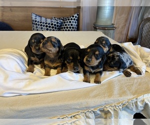 Dachshund Litter for sale in SALINAS, CA, USA