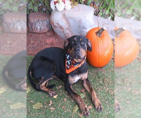 Medium Photo #1 Rottweiler-Unknown Mix Puppy For Sale in Oklahoma City, OK, USA