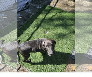 Raff - Male Labrador Retriever-Unknown Mix Dog for Adoption - Photo #2