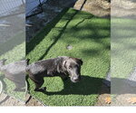 Small Photo #2 Labrador Retriever-Unknown Mix Puppy For Sale in Tracy City, TN, USA