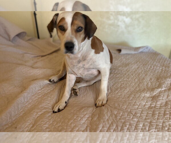 Medium Photo #1 Beagle-Unknown Mix Puppy For Sale in Apple Valley, CA, USA
