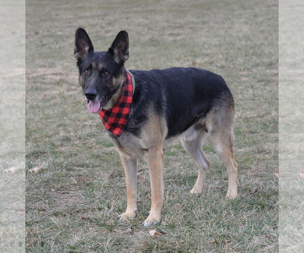 Medium Photo #8 German Shepherd Dog Puppy For Sale in Gretna, NE, USA