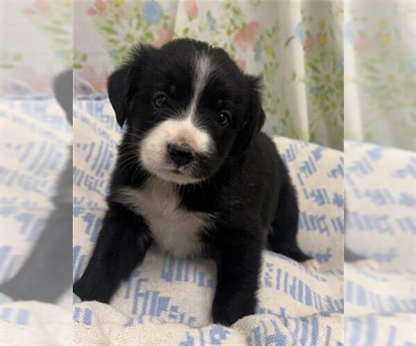 Medium Photo #1 Mutt Puppy For Sale in Rosenberg, TX, USA