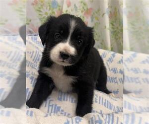 Mutt Dogs for adoption in Rosenberg, TX, USA