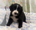 HAPPY - Female Mutt Dog for Adoption - Small photo