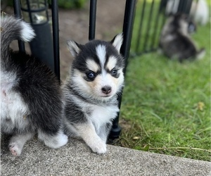 Pomsky Puppy for Sale in WOODSTOCK, Illinois USA