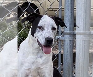 Medium Border Collie Mix