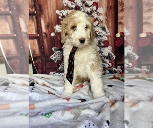 Goldendoodle Puppy for sale in LANCASTER, PA, USA