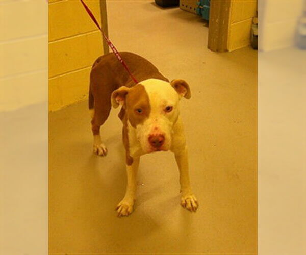 Medium Photo #1 Mutt Puppy For Sale in Sanford, FL, USA